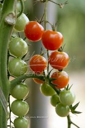 Image du Maroc Professionnelle de  Avec l'introduction des cultures sous abris serres, la région de Dakhla est devenue en très peu de temps célèbre pour ces productions de fruits et légumes destinés à l’export.  Sous d’immenses serres, la production des tomates en grappes bénéficie d’un climat phénoménalement ensoleillé, tempéré et régulier, Mardi 21 Novembre 2006. (Photo / Abdeljalil Bounhar)